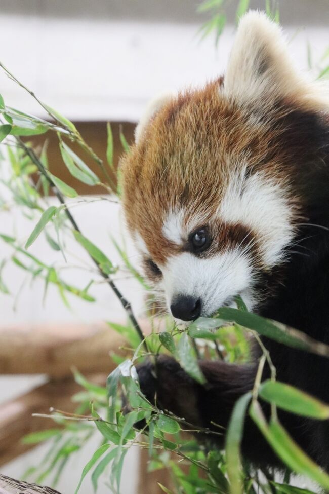 余韻の桜と花の埼玉こども動物自然公園 前編 エコハウチュー解禁 グンディの赤ちゃんやビスカチャカップルやお部屋レッサーパンダのみやびちゃん 東松山 埼玉県 の旅行記 ブログ By まみさん フォートラベル 余韻の桜と花の埼玉こども動物自然公園 前編 エコハウチュー解禁 グンディの赤ちゃんやビスカチャカップルやお部屋レッサーパンダのみやびちゃん 東松山 埼玉県 の旅行記 ブログ By まみさん フォートラベル