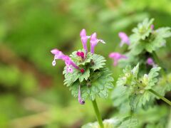 ホトケノザ
シソ科オドリコソウ属の一年草あるいは越年草
日本では、北海道以外の本州、四国、九州、沖縄に自生。
　　　　　　　　
　　　　　　　　　　於：２０１９．３．２９　礫川公園　
