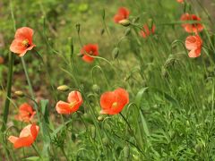 ナガミヒナゲシ
ケシ科の一年草または越年生植物。地中海沿岸の原産でヨーロッパ、北アフリカ、西アジア、オセアニア、南北アメリカ、日本に分布。日本では帰化植物として自生する。輸入穀物などに紛れて渡来したと推測され、1961年に東京都世田谷区で初めて確認され、以後、群馬県、福岡県などにも分布が広がり、2000年以降には全国へ爆発的に拡散。
