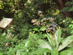 ヤブミョウガの実
ツユクサ科に分類される多年生草本植物
葉が茗荷に似ていることでこの名がついているが、茗荷はショウガ科で、種が異なる。
東アジア（中国、朝鮮半島、台湾、日本）に分布し、日本では関東地方以西の暖地の林縁などに自生、湿気の多い土地を好む。
於：千駄木ふれあいの杜
