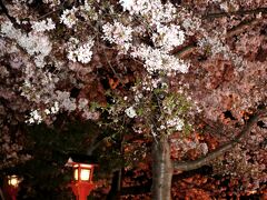 祇園白川宵桜ライトアップ