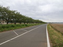 北浦湖畔に駐車場が大きく整備されていて車で来ても問題はなさそうな公園です。ただ左手の桜はもう見どころを過ぎて葉桜ですが、桜のシーズンは相当に混雑しそうなくらい桜の木が多いですね。
良い花見スポットなんだと思います。