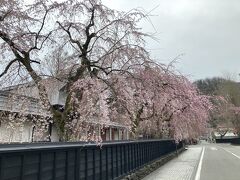 角館の枝垂桜