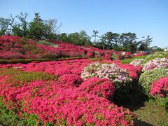 約35000平方メートルの園内に40種類・約10万本ものつつじが植えられているそうです。