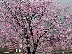 駐車場には綺麗に桜が♪