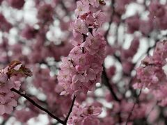 合掌の里五箇山へ。
こちらも桜がまだたっぷりと咲いていました。