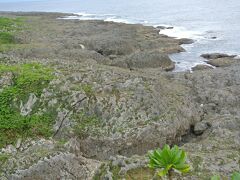 荒木海岸（写真）はサンゴ礁が隆起したところにある植物群落が３年前、奄美群島国立公園に指定されました。１２～４月までは眺めているとクジラも見えるとのことです。