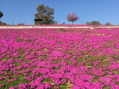 食後はお花が綺麗な八王子山公園へ☆
芝桜を見に行きました^ ^
