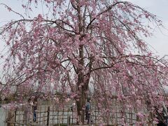 渡月橋を渡って嵐山公園中之島へと移動。この時点で人が多くなりました。
結婚式の前撮りをしていました。