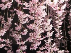 日中線しだれ桜ライトアップ