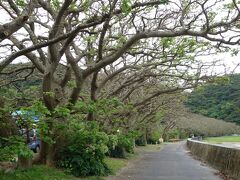 諸鈍長浜のデイゴ並木