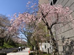 東京・赤坂『紀尾井ホール』前の枝垂れ桜の写真。

写真左の通りは「ソフィア通り」です。