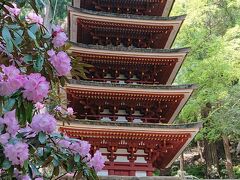 更に石段の上には法隆寺に次ぐ古い塔だという五重塔が優美な姿を見せてくれました。石楠花が石段の両側に満開でした。