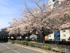 東京・水道橋～飯田橋方面に歩いた日本橋川沿いに咲く桜並木の写真。

上は首都高5号池袋線です。

九段下方面に歩いて行きます。

『ホテルニューオータニ 東京』の『エグゼクティブハウス 禅』に
行く前に都内の桜の開花状況を載せたいと思います。
