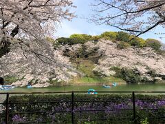 東京・九段下の「千鳥ヶ淵」の桜とパープルのお花をパチリ。
