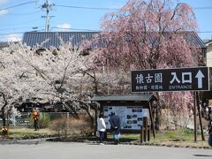 11：10　小諸城址で桜観賞（70分間）

キレイな桜がお出迎え。

