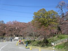 駐車場の桜はもう終わりって感じ。

さくらまつりも最終日。

大型バスの駐車場は臨時っぽい。