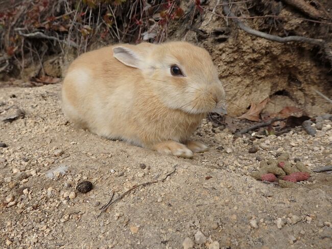 ２０２１ ウサギはどこへ消えた 広島 大久野島 竹原 広島県 の旅行記 ブログ By ちゃみおさん フォートラベル