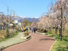 起点近くの桜並木