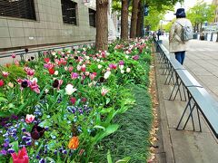 日本大通りの花壇を見ながら、本町通りへ。
日本大通りは、400ｍの花回廊として、色とりどりのお花が植えられています。