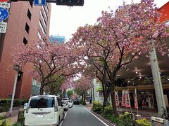 本町通りを横浜市庁舎に向かって歩いていると、ピンク色に染まる通り。
この通りの名は、関内桜通り。
ず～っと関内駅の方まで、八重桜の一種であるカンザン(関山)、ヨウコウ(陽光)、オカメ、フゲンゾウ(普賢象)、カンヒ(寒緋)などが植えられた桜並木。

ソメイヨシノが葉桜になってから、見頃となる関内桜通りを横断します。
