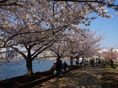 この年の桜も、満開＆快晴ー

地元の人たちも敷物引いて、
隅田川と花見を見ながらの、贅沢な時間を過ごしていたー