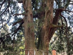 山頂から阿夫利神社へ降ります。これは夫婦杉。