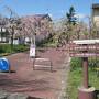 喜多方②　青空とライトアップに彩られて 満開の「日中線記念自転車歩行者道」のしだれ桜