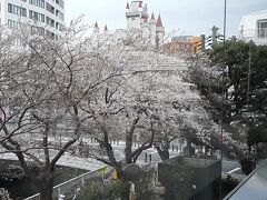 ちらほら桜が咲き始めた