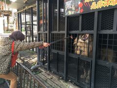 東京に帰る前に、札幌ノースサファリでライオンに餌やり体験。金網越しなのに腰がひけてます。