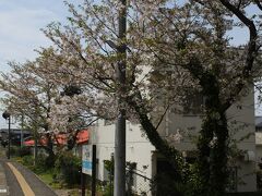 僅かに咲く伊予上灘の桜
