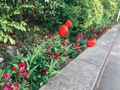 チューリップの花が咲いてました。