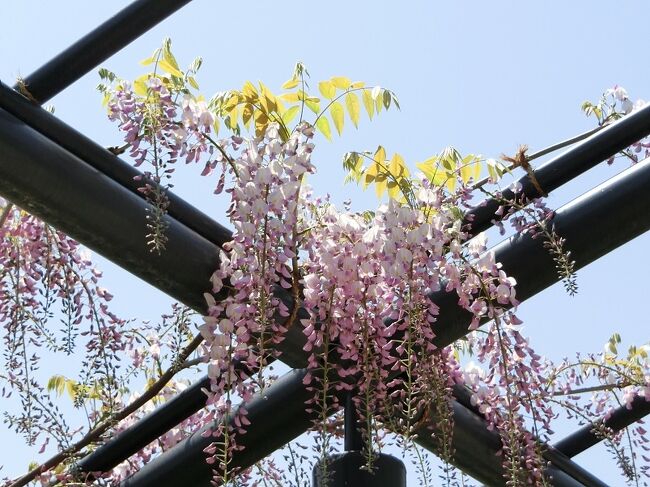 コロナウイルスを忘れて 大阪万博記念公園 自然文化園の平和のバラ園で フジ を 日本庭園で フジ ツツジ を楽しむ 21 吹田 万博公園 大阪 の旅行記 ブログ By Hy 2217さん フォートラベル コロナウイルスを忘れて 大阪万博記念公園 自然文化園の平和のバラ園で フジ を 日本庭園で フジ ツツジ を楽しむ 21 吹田 万博公園 大阪 の旅行記 ブログ By Hy 2217さん フォートラベル