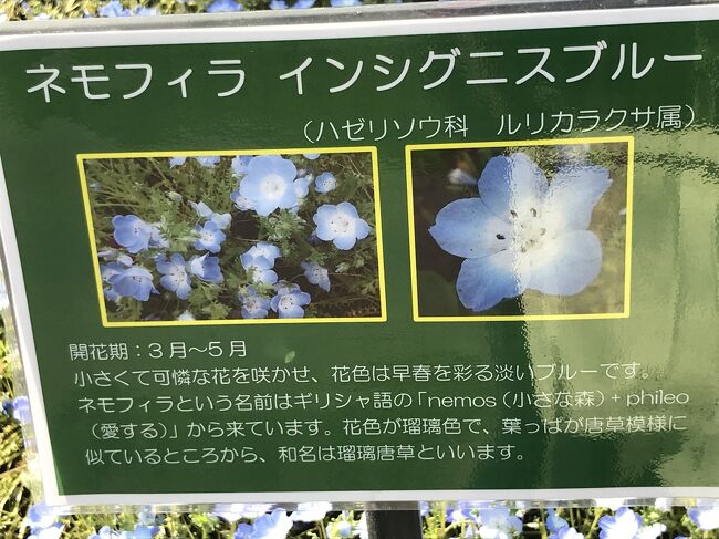 初めてネモフィラを見た国営木曽三川公園 岐阜市 岐阜県 の旅行記 ブログ By 夏子の探検さん フォートラベル