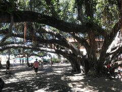 有名なラハイナのバニヤンツリー。