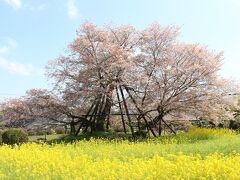 こちらは、狩宿の下馬桜。
樹齢800年以上、国内最古のヤマザクラと言われ、国の特別天然記念物 に指定されているようです。