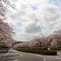 富士山とのコラボを探して、静岡東部を桜旅