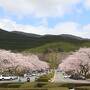 富士山とのコラボを探して、静岡東部を桜旅