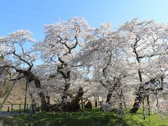 続いて会津の石部桜へ。
近づくと駐車場の案内があり、そこから徒歩15分くらいでした。