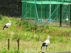 兵庫県立コウノトリの郷公園