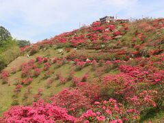 つつじ公園はいま、つつじまつり中。
赤、ピンク、白のつつじが満開です。