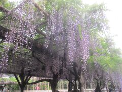 亀戸天神社 藤まつり