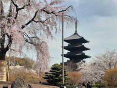 その頃、姪っ子たちは東寺で満開の桜を楽しんでいたようです。
（pacorin妹撮影）