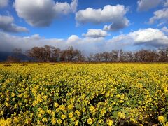 マリオットホテルのすぐ側に、人気の菜の花畑があるんだけれど、思いのほか満開で♪
菜の花って、春の訪れを感じるお花ってイメージだったんだけれど、ここの菜の花は早いのねー。
真っ黄色が鮮やかで、めちゃめちゃ綺麗★