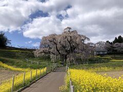 ここが今日の2番目の目的地！三春滝桜です！
三春駅からは臨時バスが出ており、駅から20分ほどで三春滝桜に着きました。