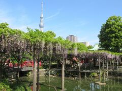 亀戸天神社 藤まつり