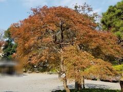 引き続き戸越公園まで歩いてきました