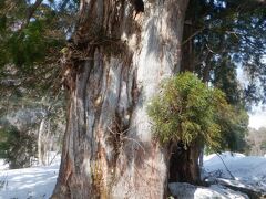 帰りに撮影の仙洞杉　幹回り940cm　高さ21mの巨大立山杉
算数のお時間です　直径は3ｍ位ですかね？　
徐行してゆっくり走ってはくれますが、バスの中からじゃそのすごさが分かる写真が撮れません

美女平～室堂のバスは左側席がお勧め　室堂～美女平は右がお勧め　だから皆さん、バスの列にちゃんと並んでたのね