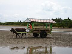 由布島    水牛車←この度の目的です(笑)
三線弾いて、民謡唄ってくれて、のんびり15分かけて島へ渡ります