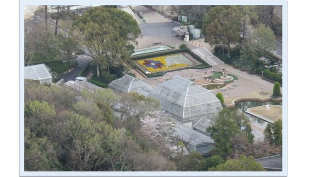 2014年4月撮影の名古屋・東山植物園の温室。この時点では改修工事の方法・落札でもめていましたが、2021．4.23に改修工事が完了して、公開が実現したそうです。この写真は以前に投稿した旅行記から再現したので、見にくいし東山タワーの展望台からで後ろ姿ですが・・・コロナ禍が落ち着きましたら写しに行きますね。<br /><br />現存する日本国内最古の公共温室。<br />前から見ますとキューガーデンの温室に似ていますよ。<br />名古屋に訪問時に機会がありましたらご覧頂きたいと思います。